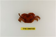 藏品(高手折顎蟹)的圖片